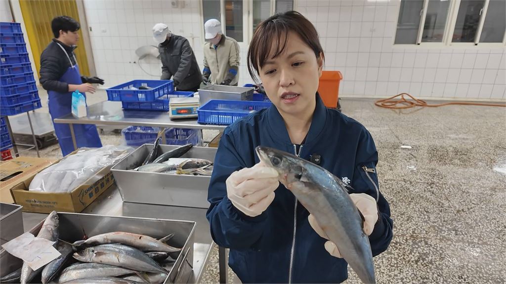 獨家／為什麼有些人不愛吃鯖魚？漁家網紅猩弟揭關鍵在「魚刺」