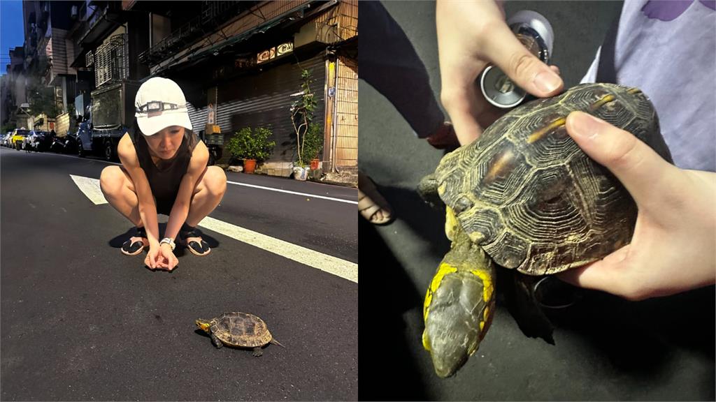 謝忻基隆撿到「一級瀕危動物」全網嚇傻!急通報動保處「帶回家恐罰百萬」
