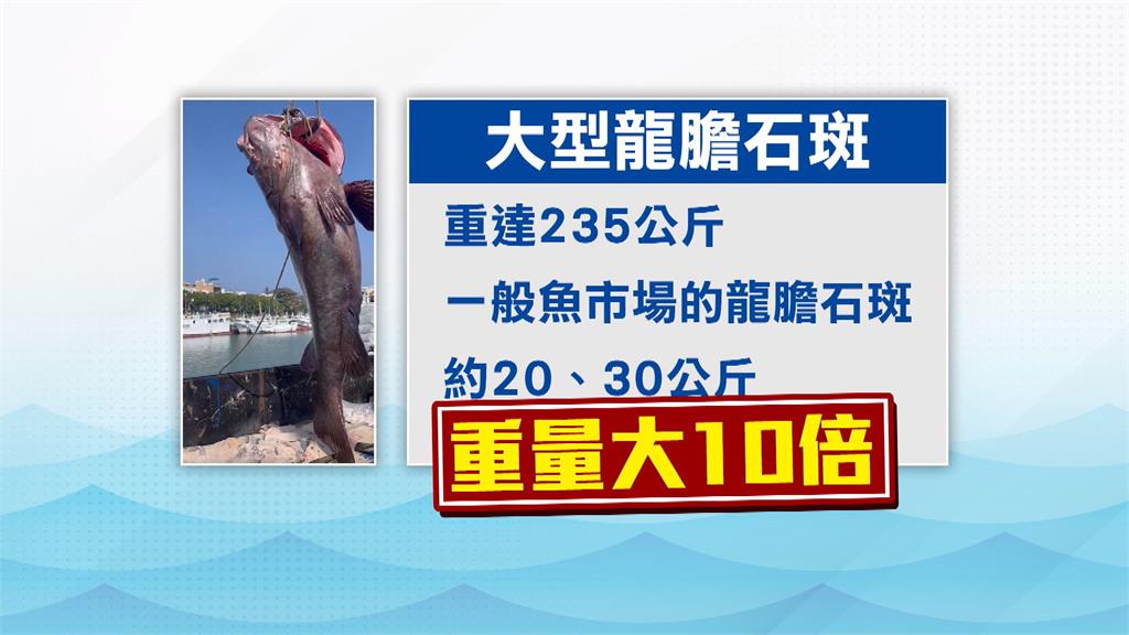 得出動吊車吊上岸　琉球漁民捕獲235公斤龍膽石斑