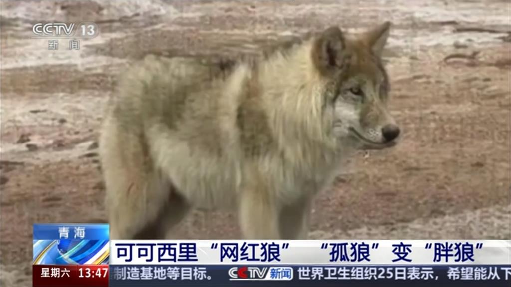 可可西里「網紅狼」爆紅 胖成水桶腰看不見脖子