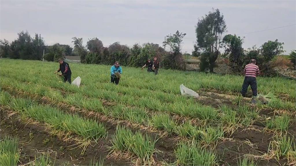 限時搶便宜！ 芳苑蔥田"自採每台斤10元.中低收5台斤免費"