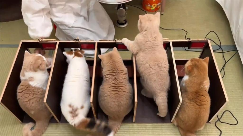奴才「神還原」一蘭拉麵座位！5隻胖橘「排排坐用膳」網笑：貓界分店