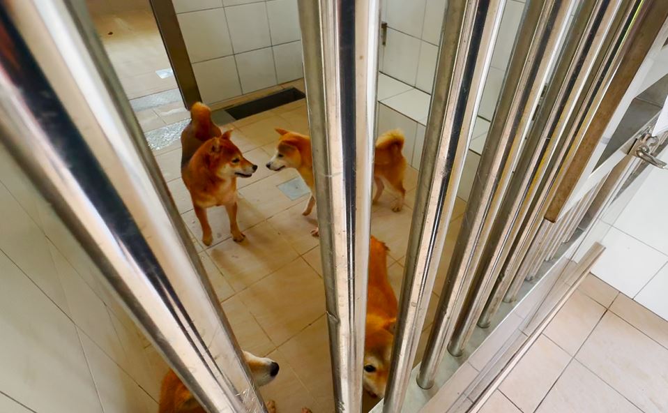 竹苗現「計畫性棄養柴犬」 範圍擴大到桃、雙北近30隻