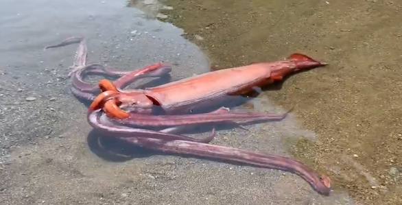 「3公尺巨型魷魚」現身日本海灘！網怕爆：會不會是大地震前兆？