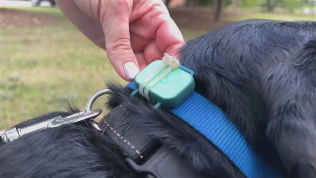 狗狗也做健康管理? 澳洲大學研究肥胖犬腸腦連結