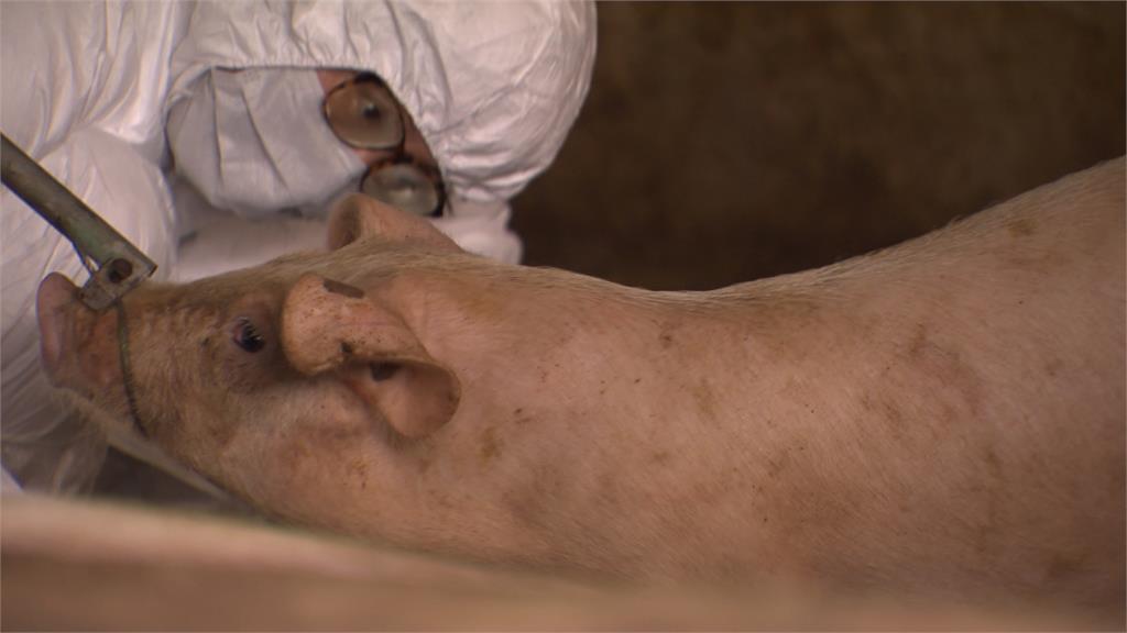 台灣重返非洲豬瘟非疫國! 農業部防檢署表現獲國際認證