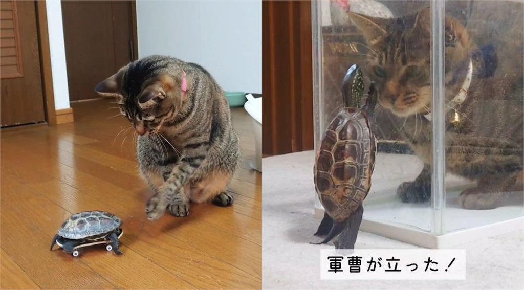 老司機龜「溜滑板」急追虎斑貓!超靈巧「噴射甩尾」網看呆:第一次超速