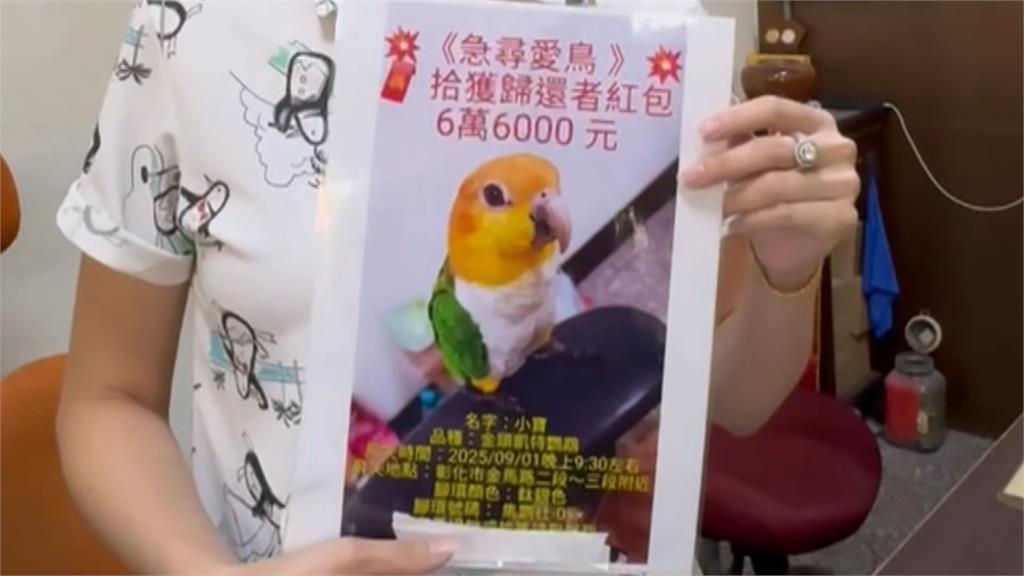 寵物鸚鵡受驚飛走　飼主砸10萬懸賞盼找回