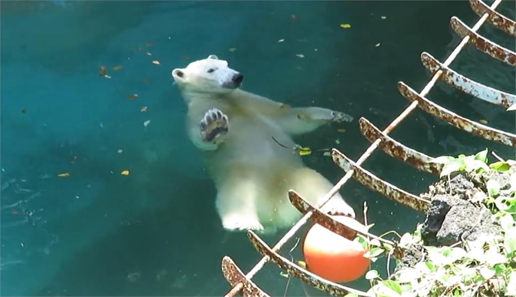 日本動物園北極熊「仰式水母飄」小河不動到底　網被萌翻：揮手手了！
