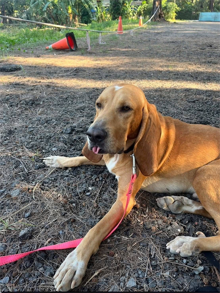 曾協尋林葉亭父親！搜救犬巴薩「遭毒蛇咬傷離世」　領犬員悲痛發聲