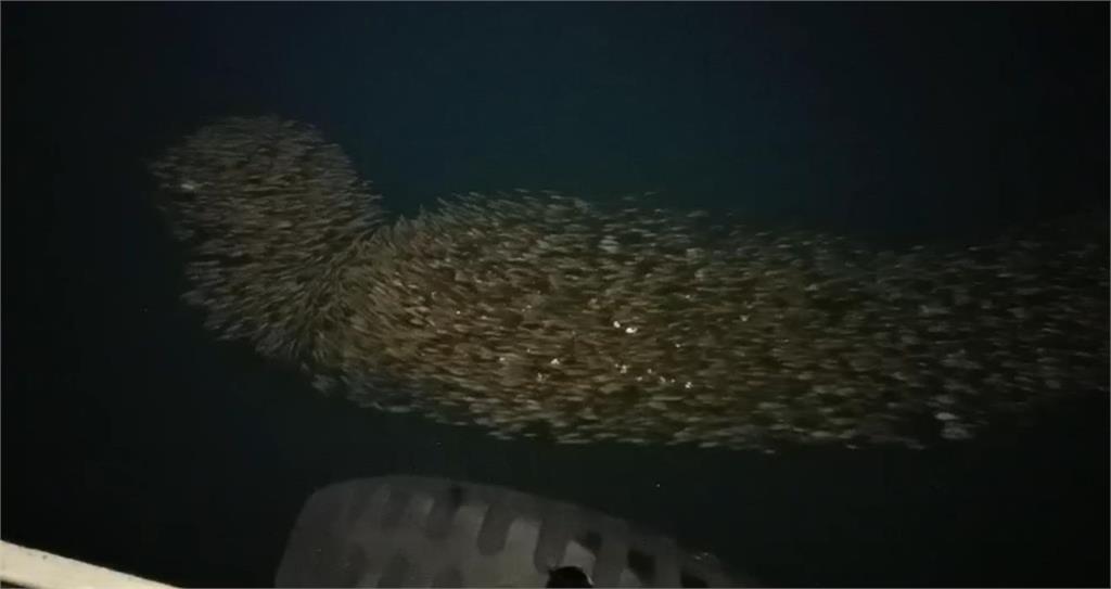 「深海怪物」現身澎湖合界漁港？上萬條臭肚魚夜間群聚成奇景
