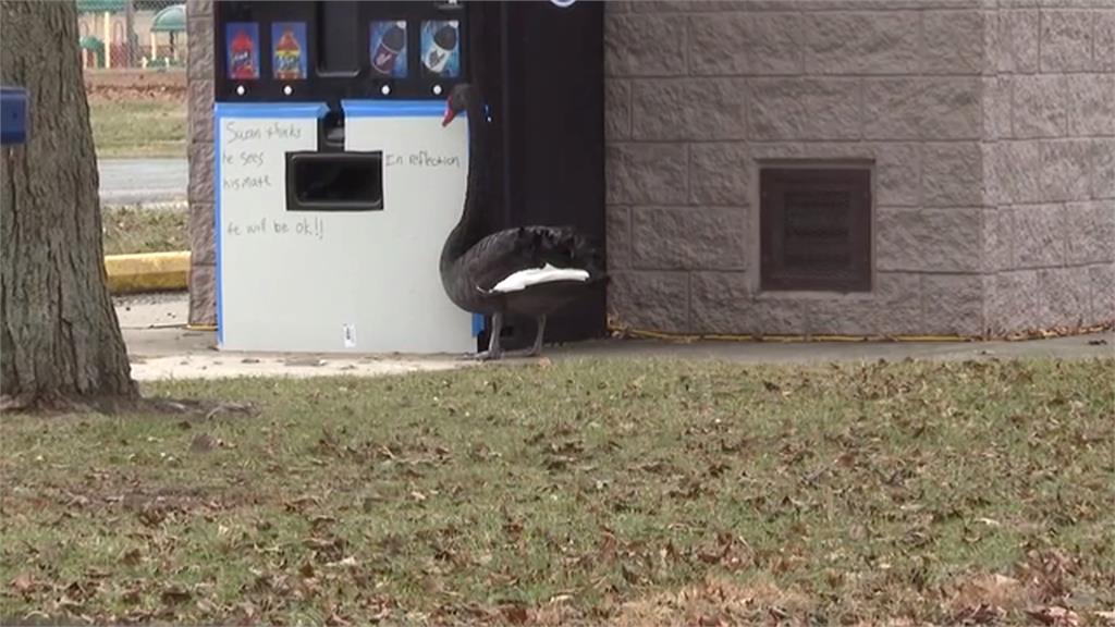 美國公園2公天鵝喪偶落單　園方募資幫找第二春