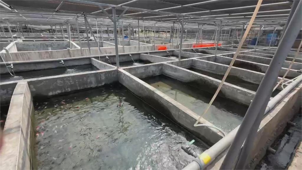 全台最大金魚養殖場　自研養殖繁育47種金魚