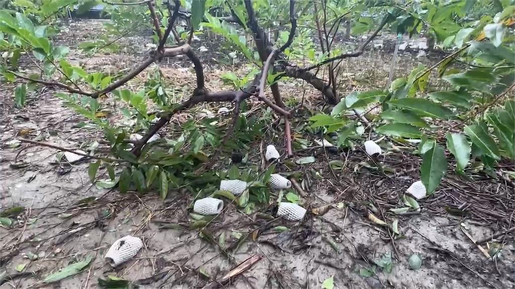 快新聞/台灣農業遭「康芮」颱風嚴重打擊!全國損失近8億 水稻成重災區