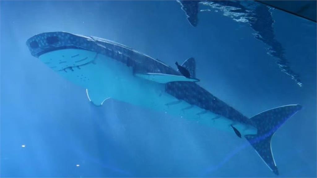 中國水族館遭爆詐騙看「機械鯨鯊」?遊客抓包「游泳姿勢假」怒轟:退票