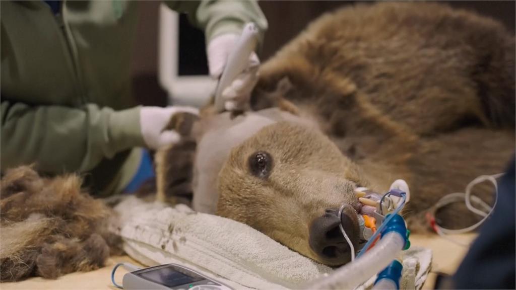 英國棕熊「水腦症」長期癲癇　動物園找專業團隊動「熊腦手術」