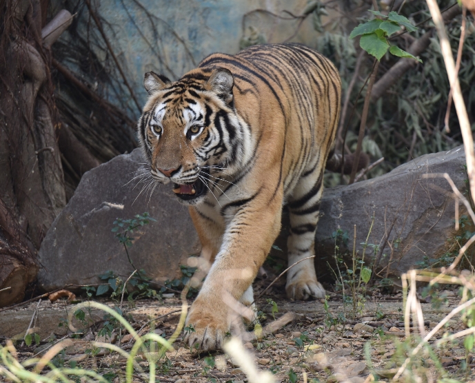 快新聞／英姿再現！竹市動物園向六福村借展老虎　命名活動暑假後展開