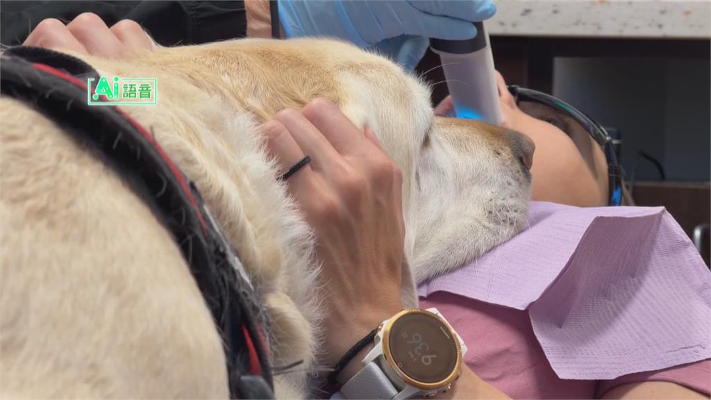 看牙醫不再發抖 療癒系治療犬趴病人大腿撒嬌