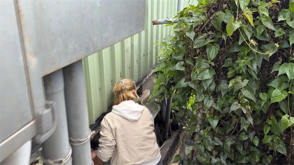 泰山屠宰場「深夜排放血水」　工廠最高將裁罰2千萬