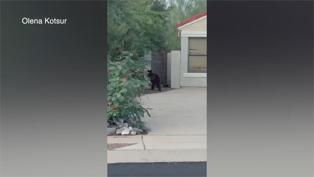 美國超市遭熊入侵閒逛 店員嚇壞 急疏散店內人員