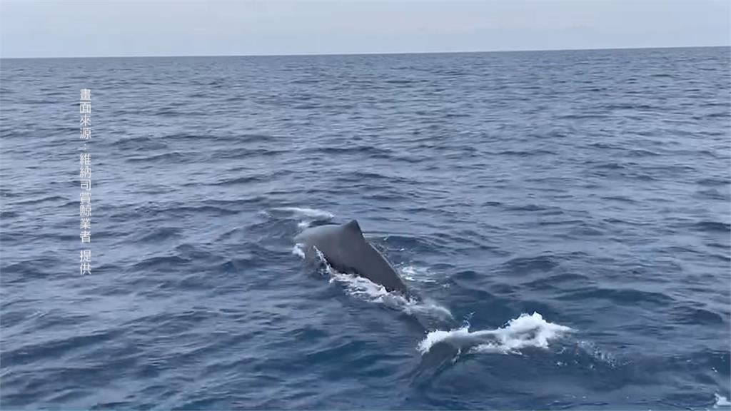 超Q！台東鯨鯊靠近漁船　撒嬌討摸摸釣客融化了