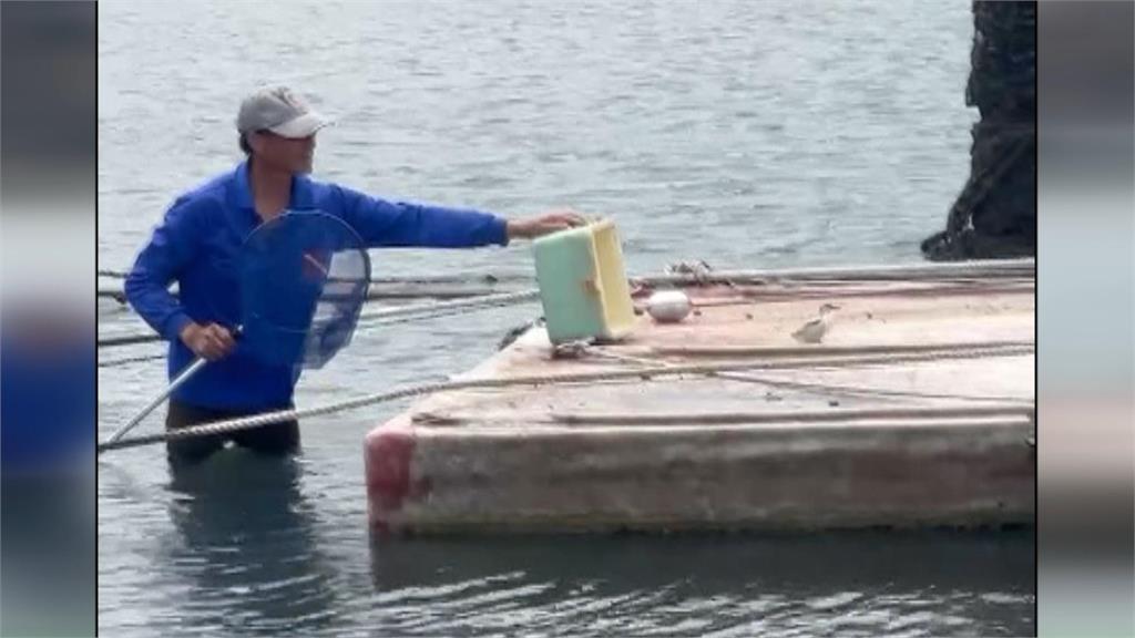 搶救幼鳥大作戰！澎湖馬公漁港　發現罕見「蒼燕鷗」寶寶鳥友急救援