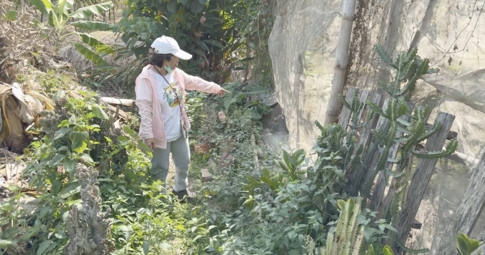 綠鬣蜥入侵！　台南民眾住家附近直擊綠鬣蜥挖洞產卵