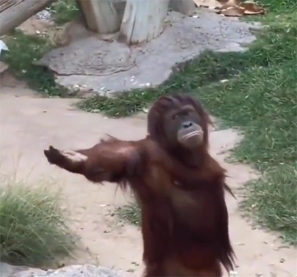 猩猩「絕不跪著要飯」高姿態乞食　網一見牠表情笑翻：牠是認真的
