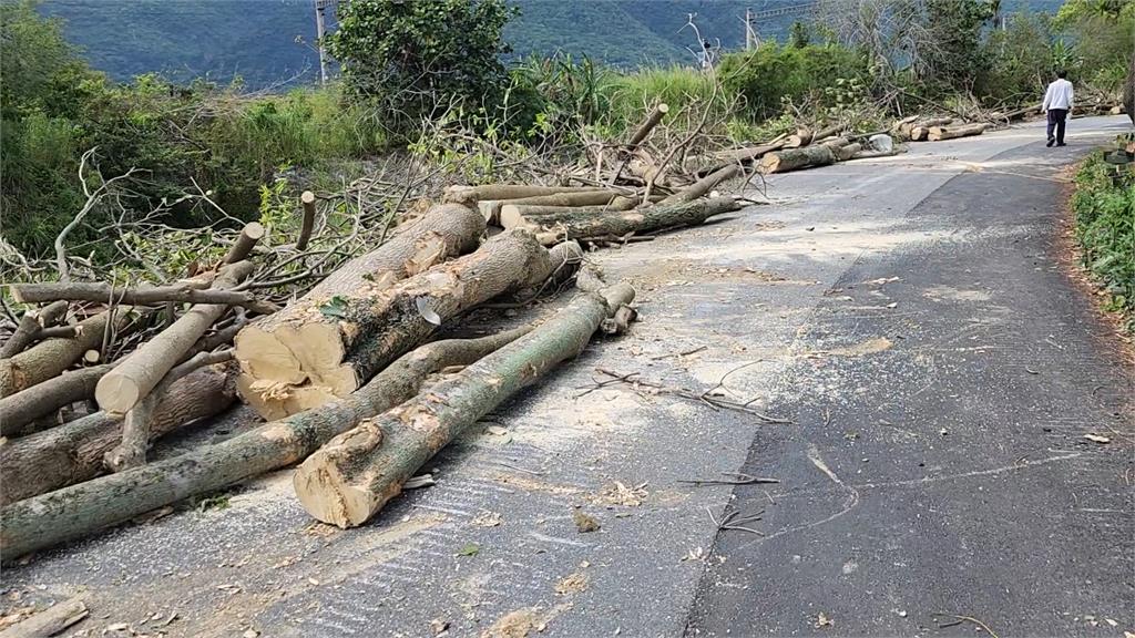 廠商出包！　花蓮138棵行道樹全遭砍光