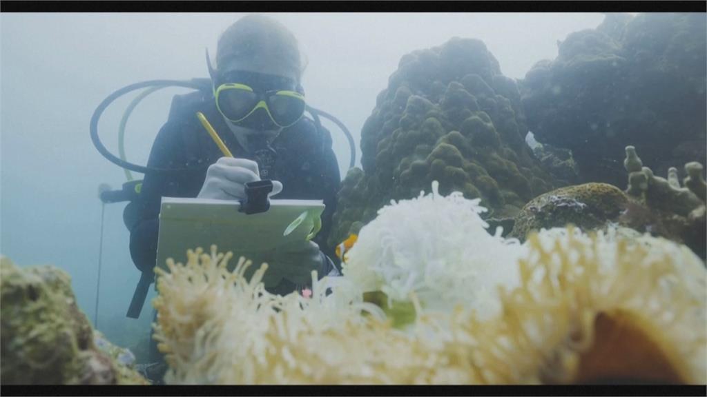小丑魚為適應環境「縮小身體」 英學者:因水溫上升