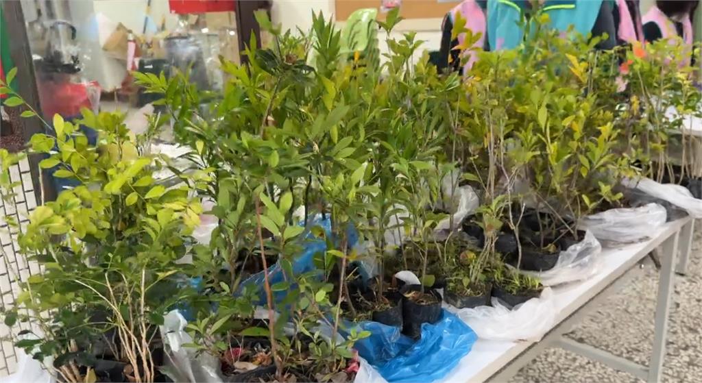 台中瘋搶「招貴人」樹苗 何欣純諷改善空污不是口號