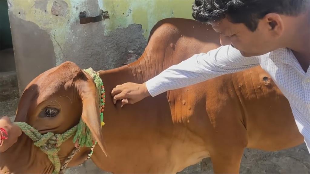 澳洲進口牛隻檢出「牛結節疹」　印尼宣布暫停4牛場進口