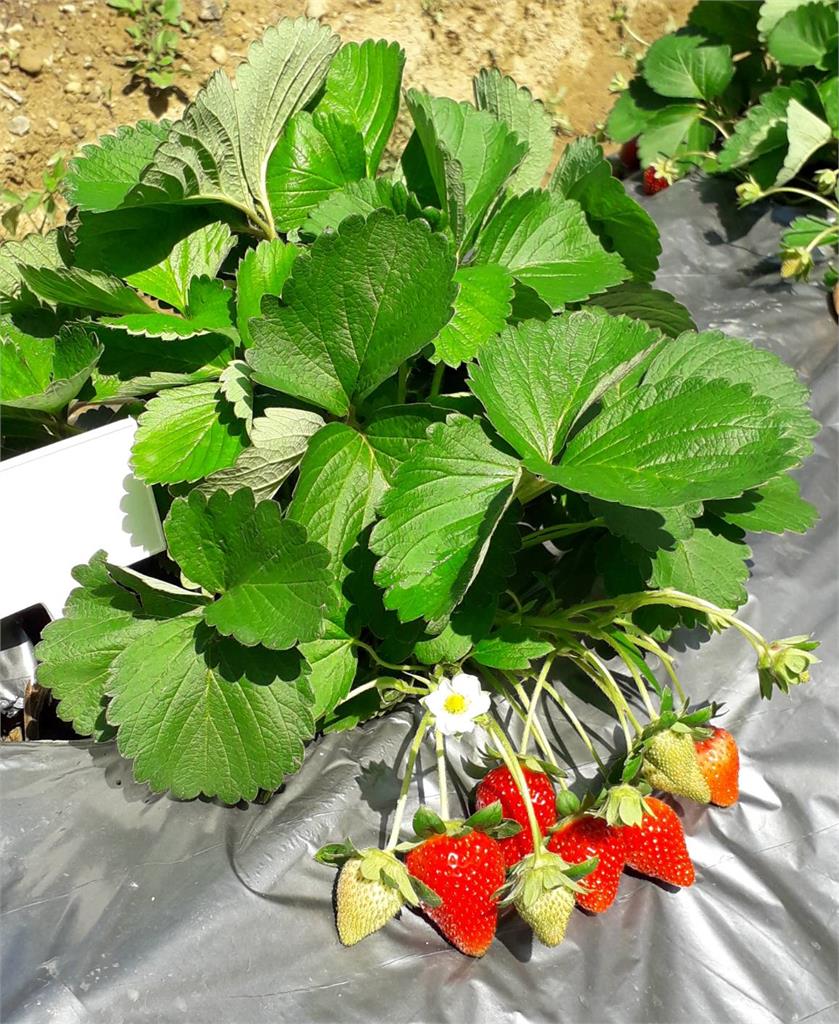 草莓星系新亮點 「台農1號」及健康栽培體系