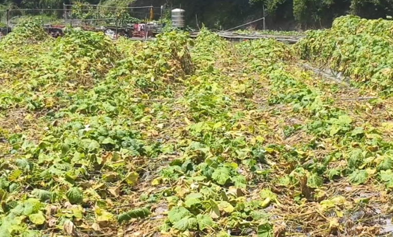 豪雨影響！土壤鬆動刺瓜棚全倒　泡水爛光損失慘重