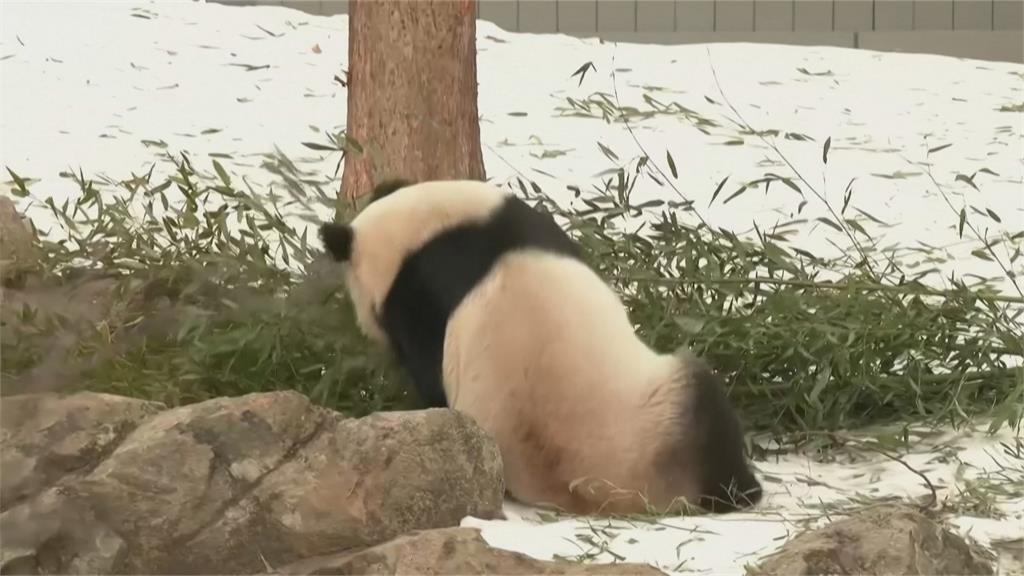 貓熊青寶、寶力遊客相見歡 華府動物園首亮相成「財神爺」