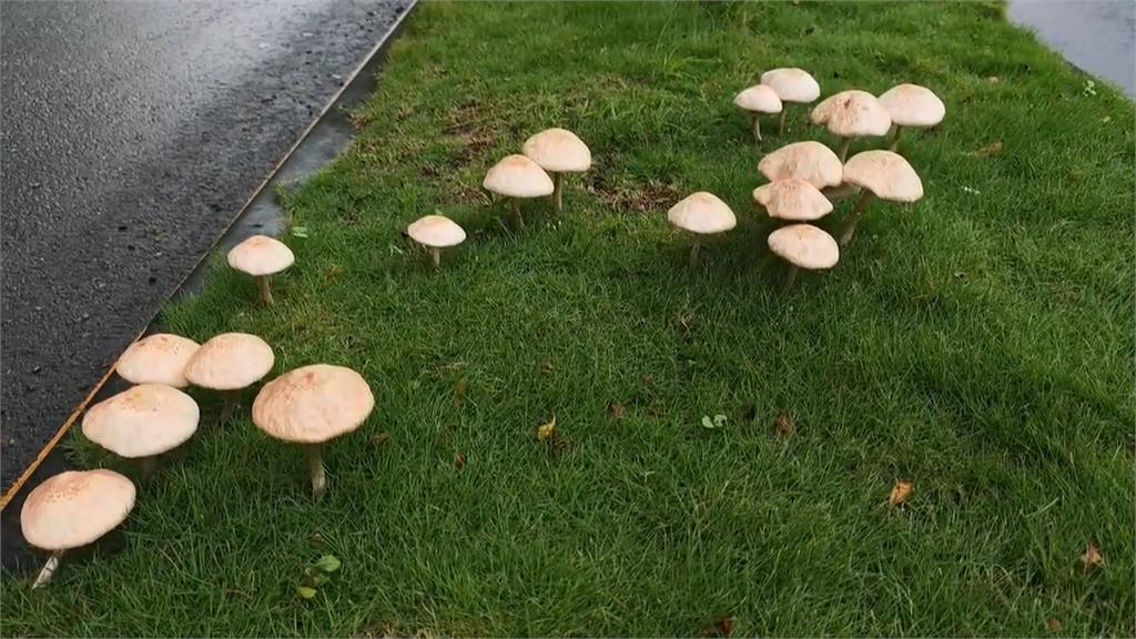 西南氣流影響 近兩週豪雨不斷 高雄市區驚見「生菇」民眾搶拍照