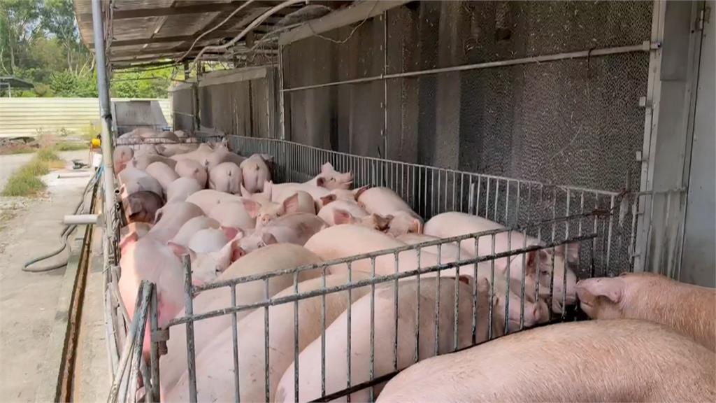 來囉來囉!各地白胖豬豬們上車了 ! 凌晨禁宰令解除「這時間」可買溫體豬