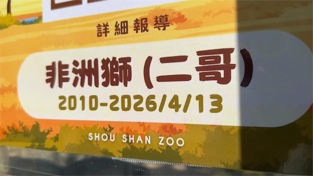 再見了「二哥」！　兒童節最後亮相　高雄壽山動物園非洲獅享壽２３歲