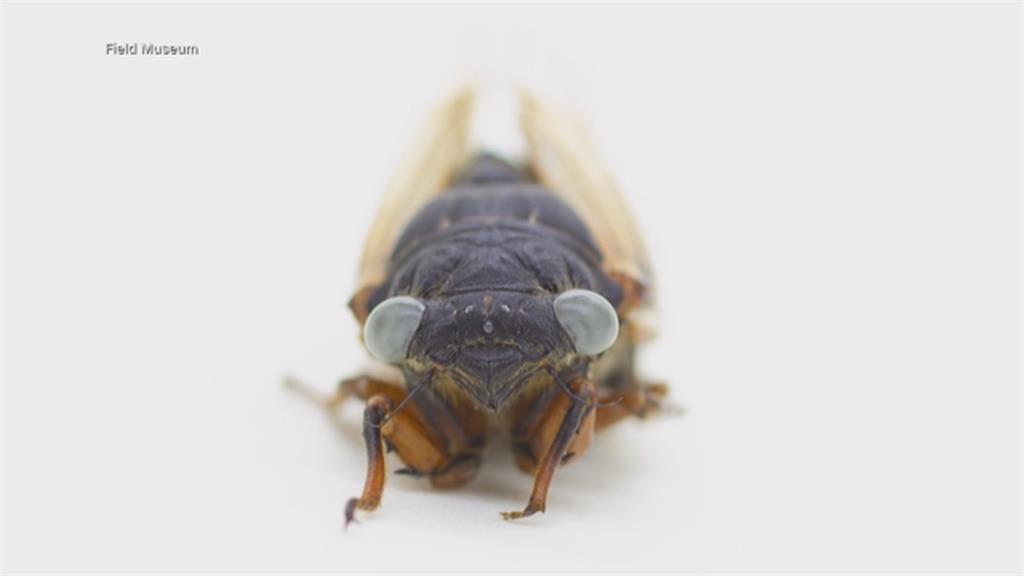 百萬分之一的機率！　美國4歲童幸運捕獲突變「藍眼蟬」