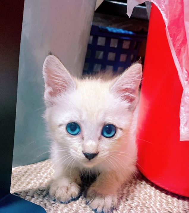 小奶貓「雙眼潰爛」路邊瀕死！1個月後變身「藍眼天使貓」感動萬人