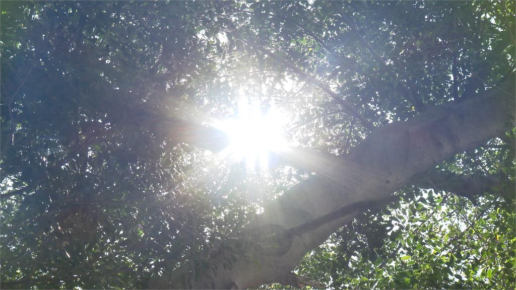 週末恐變天!熱帶低壓生成 最快今晚成輕颱「丹娜絲」