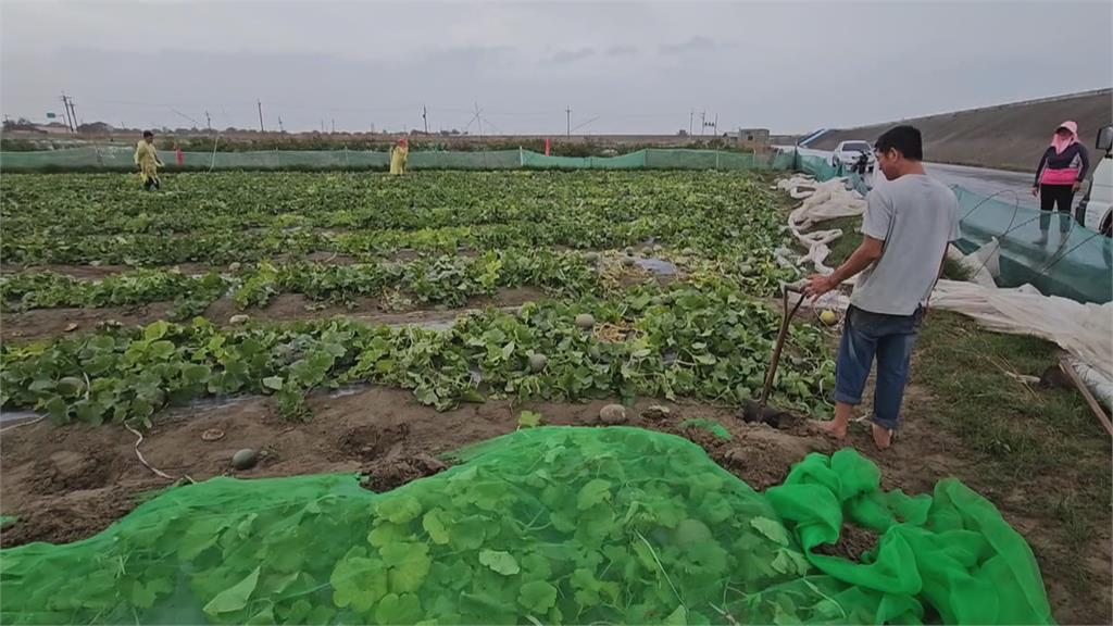 康芮颳10級強風 台南洋香瓜帆布遭吹垮 農民冒雨搶救