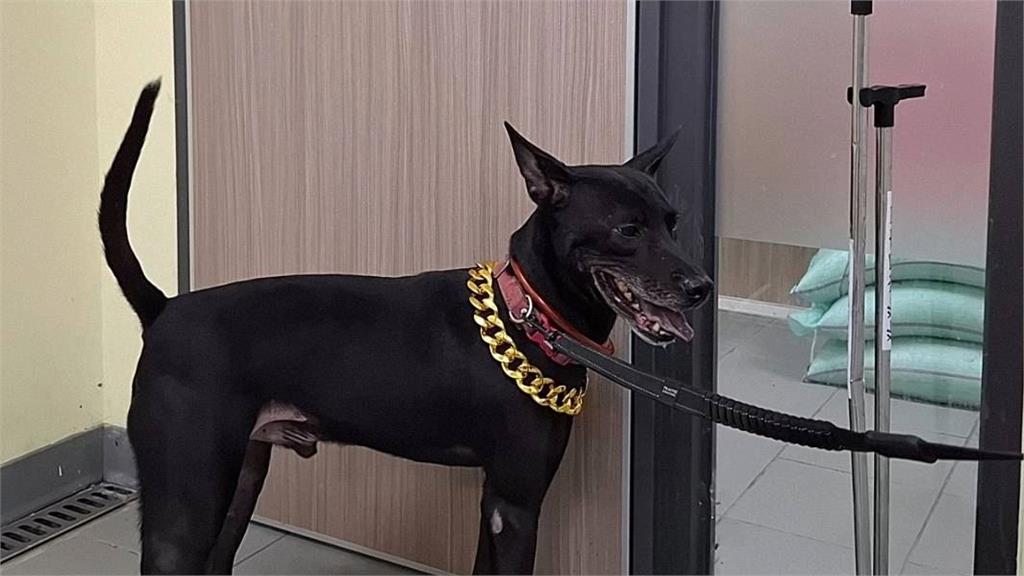 快新聞/不准虐狗!新北淡水「歐告疑遭虐討賞」 動保處開罰8萬元