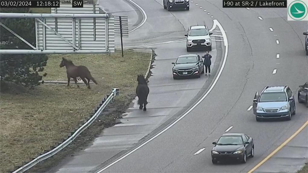 俄亥俄州警局馬匹開溜　衝上高速公路「交通停擺」