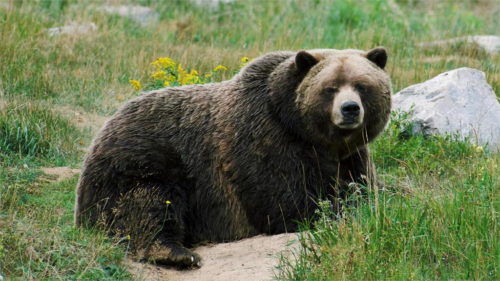 日本黑熊遭擊中倒地「假死」!老獵人輕忽靠近一看⋯突遭巨獸反咬爆頭