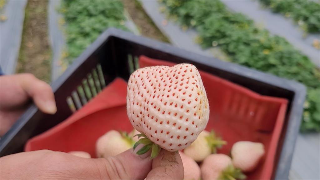日本「雪兔白莓」苗栗大湖試種成功　論「顆」販售創商機
