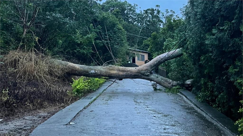 苗栗通霄昨晚大雨不斷　大樹倒壓斷電桿釀33戶停電