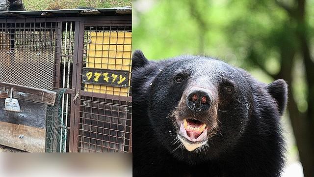 75歲老翁遭收養黑熊寵物襲擊　家屬悲傷表示「不怪牠」背後原因