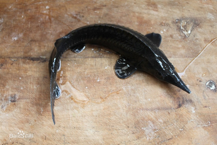 河邊抓魚加菜不知是「水中國寶」 中國男子慘收200萬罰單