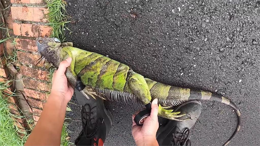 台南公園驚見「3巨龍」外來種！獵物在20公尺高樹上　他成功擊落為民除害